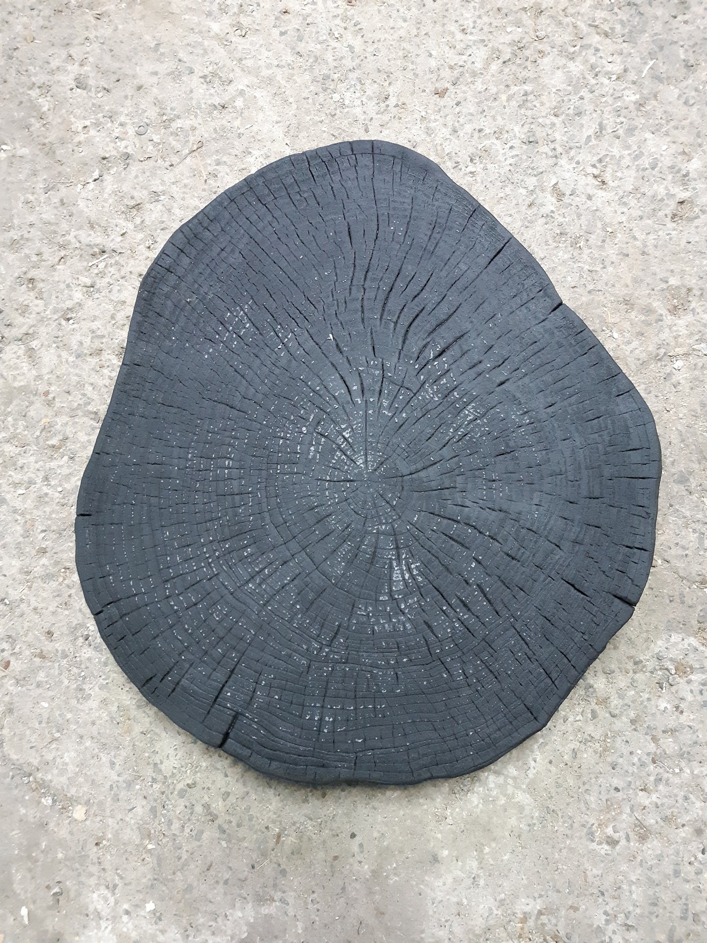 Oak Tree Ring Art - From Montreal Quebec (36X24 Inch)
