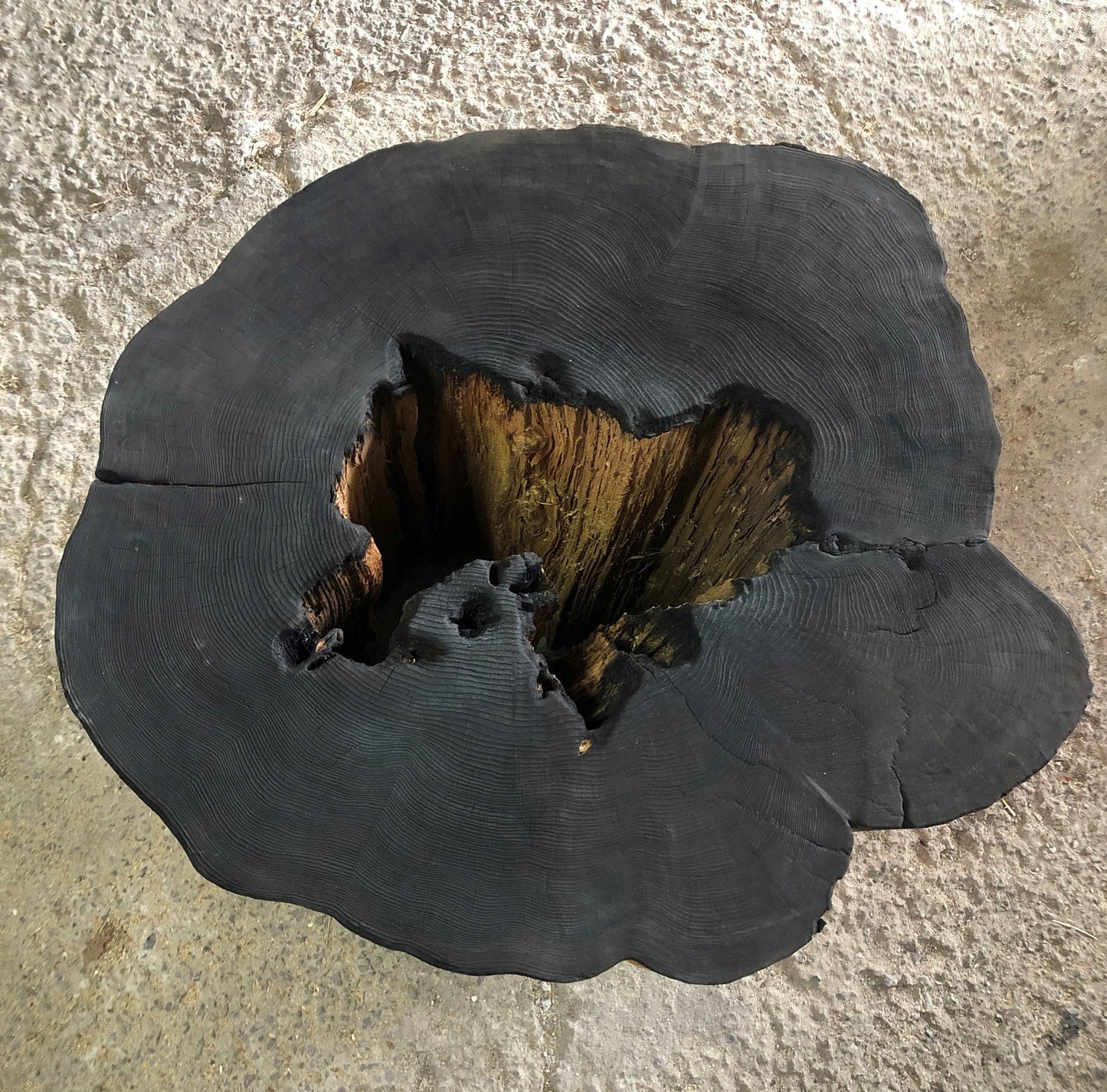 Handmade Cedar Tree Ring Art, 39.25 X 28 Inch Large Tree Stump Prints, Nature Wall Art, Minimalist Office Decor, Housewarming day Gift