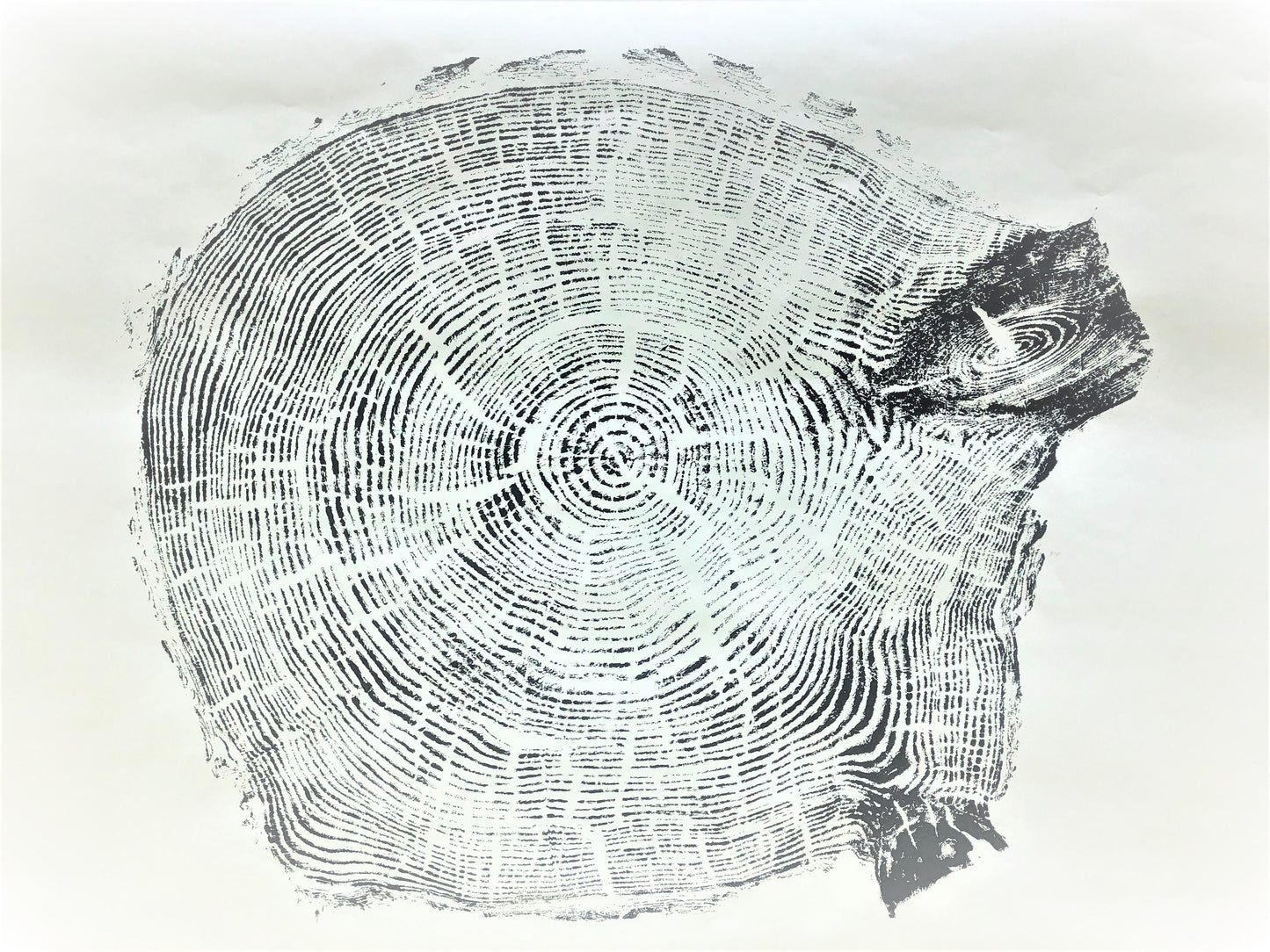 Handmade Spruce Tree Ring Art, 39.25 X 28 Inch Large Tree Stump Prints, Nature Wall Art, Minimalist Office Decor, Housewarming Day Gift