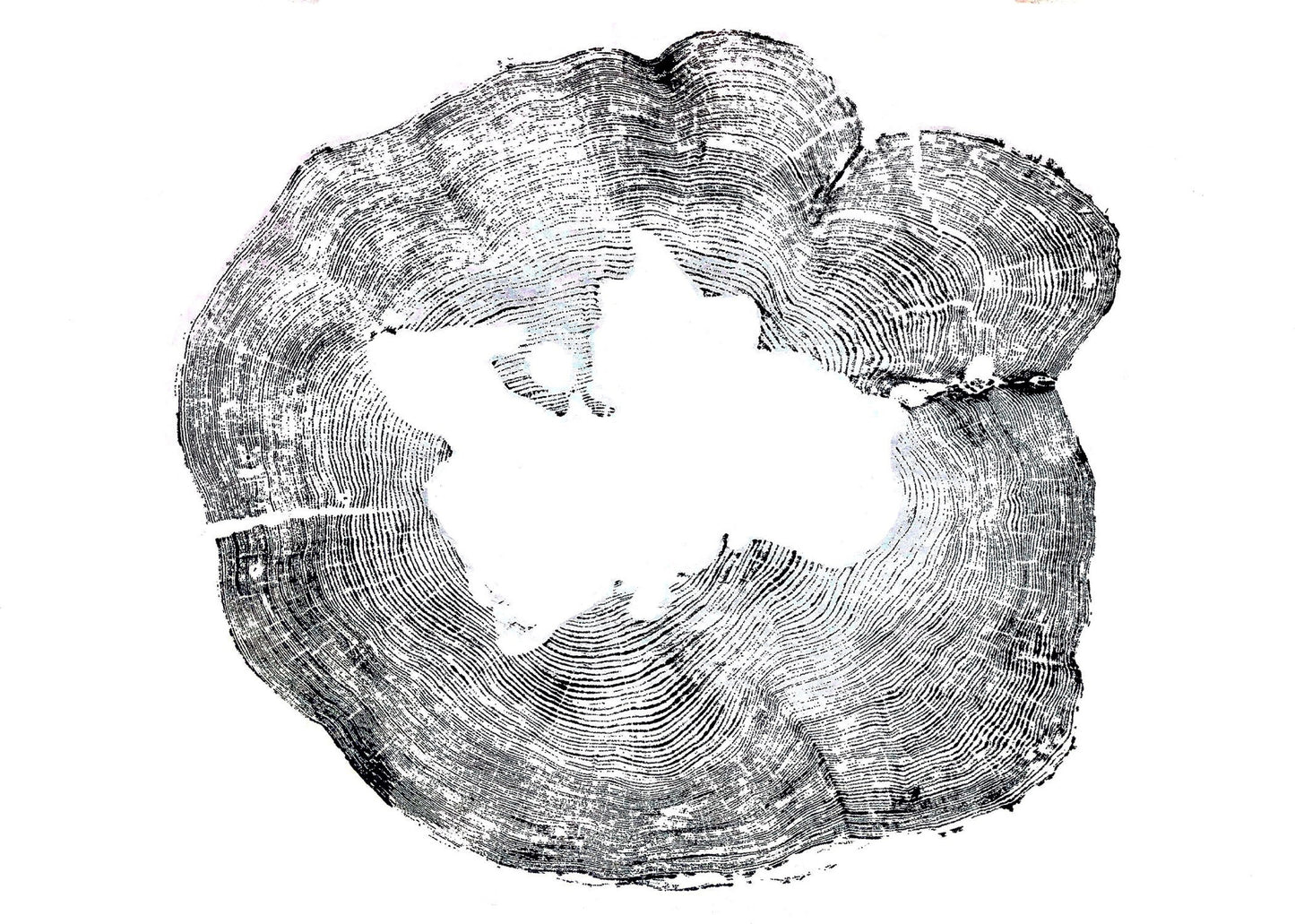 Handmade Cedar Tree Ring Art, 39.25 X 28 Inch Large Tree Stump Prints, Nature Wall Art, Minimalist Office Decor, Housewarming day Gift