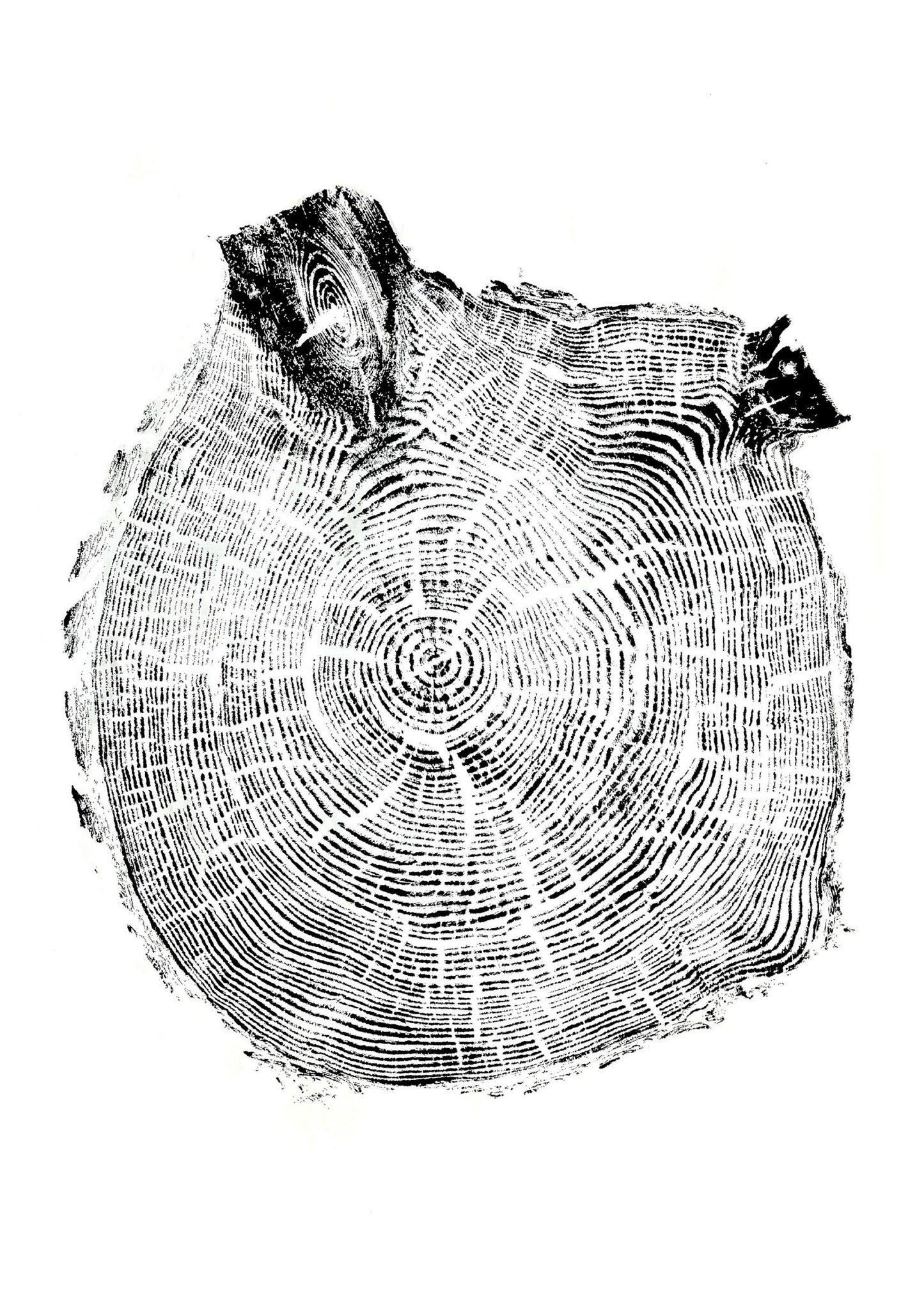 Handmade Spruce Tree Ring Art, 39.25 X 28 Inch Large Tree Stump Prints, Nature Wall Art, Minimalist Office Decor, Housewarming Day Gift