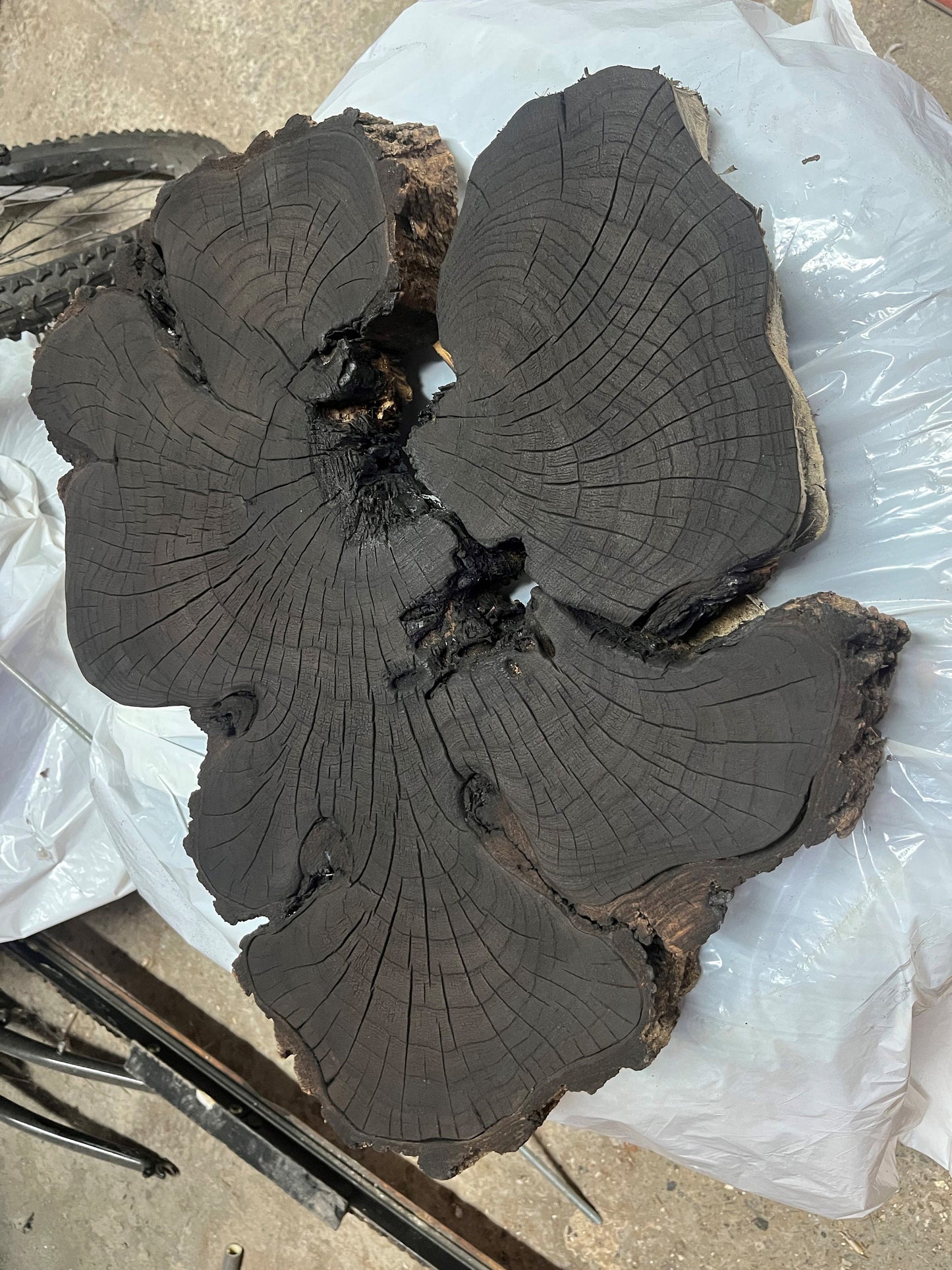 Handmade Robinia Locust Tree Ring Art, 36X24 Inch Large Tree Stump Prints, Nature Wall Art, Minimalist Office Decor, Housewarming Gift